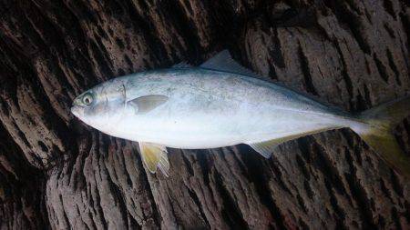 ショアジギング